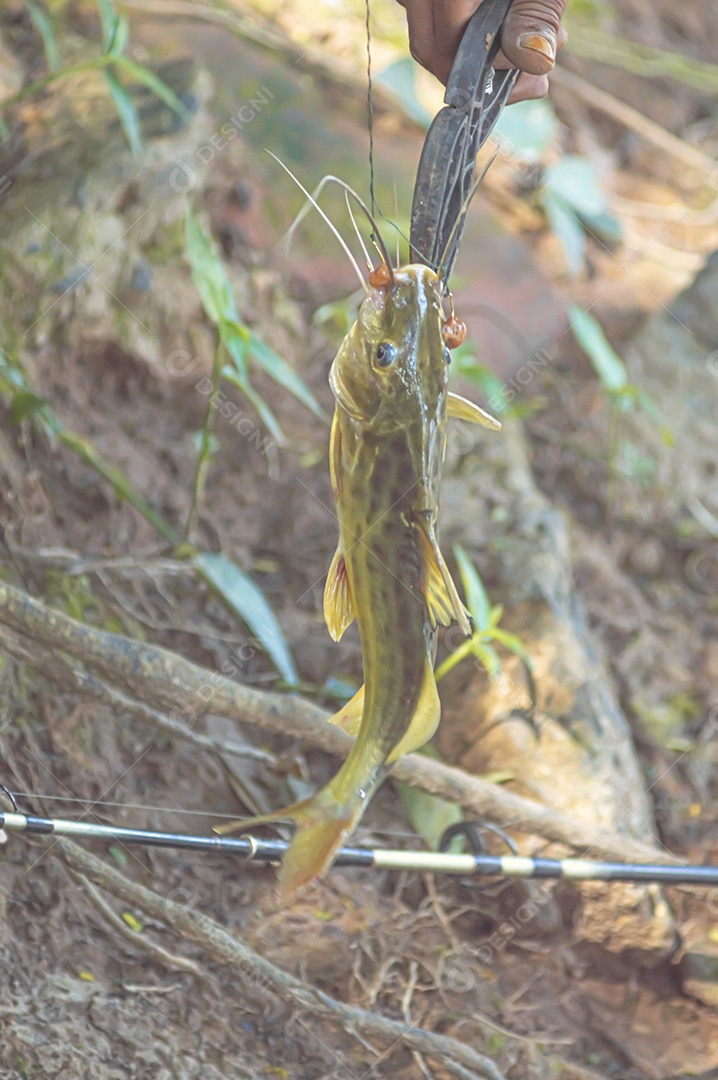 Mandi Chorão (Pimelodus maculatus) peixe capturado por um pescador que está na beira de um rio, variação do bagre.