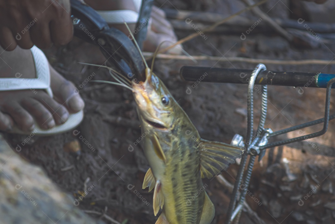 Mandi Chorão (Pimelodus maculatus) peixe capturado por um pescador que está na beira de um rio, variação do bagre.