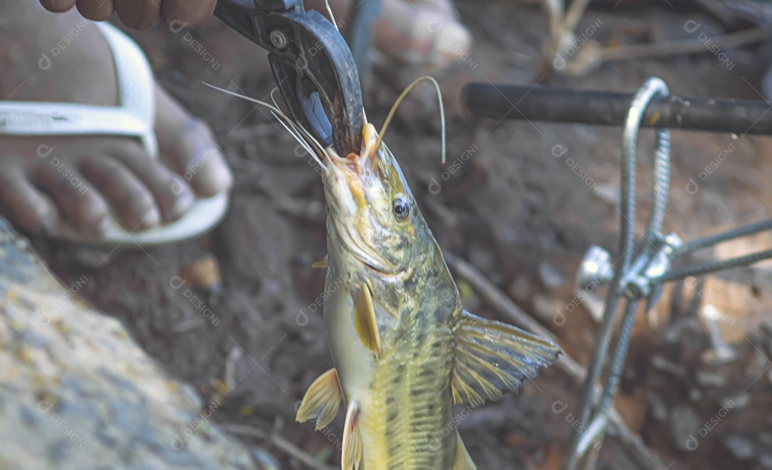 Mandi Chorão (Pimelodus maculatus) peixe capturado por um pescador que está na beira de um rio, variação do bagre.