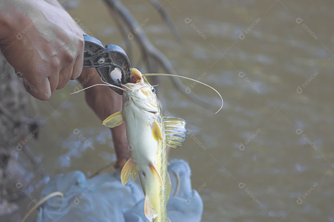 Mandi Chorão (Pimelodus maculatus) peixe capturado por um pescador que está na beira de um rio, variação do bagre.