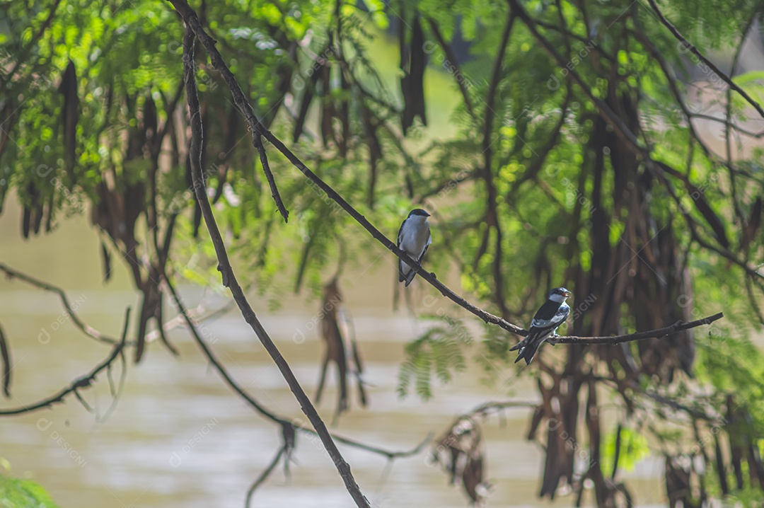 Pássaros pretos e azuis em uma árvore que fica à beira de um rio, conceito de natureza.