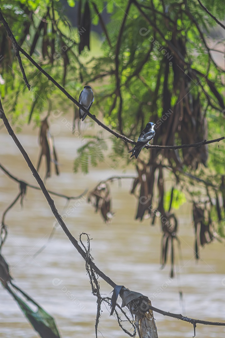 Pássaros pretos e azuis em uma árvore que fica à beira de um rio, conceito de natureza.