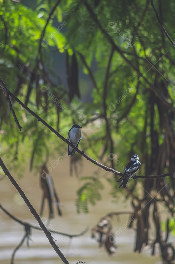 Pássaros pretos e azuis em uma árvore que fica à beira de um rio, conceito de natureza.