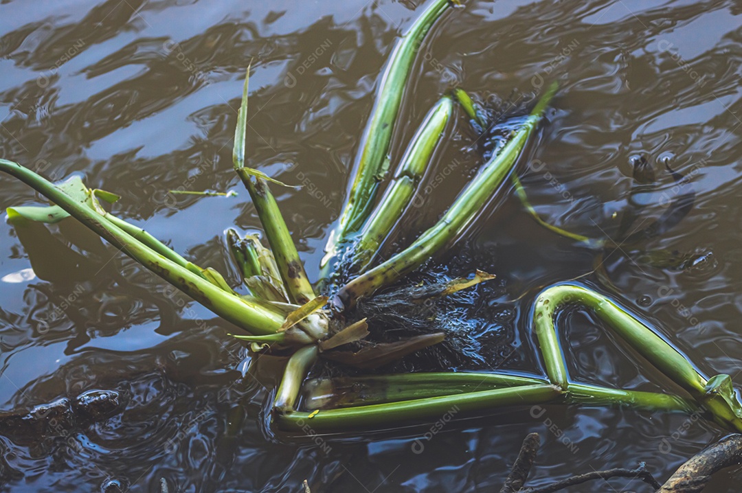 Planta dentro de um rio com águas baixas, conceito de natureza.