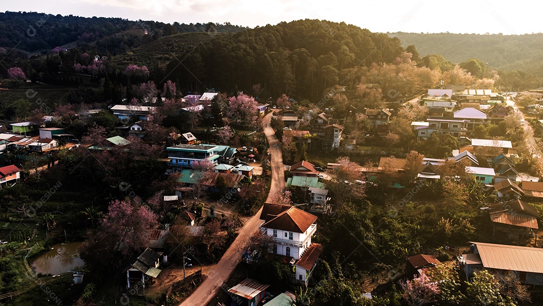 Paisagem de lindas cerejeiras selvagens do Himalaia florescendo flores rosa