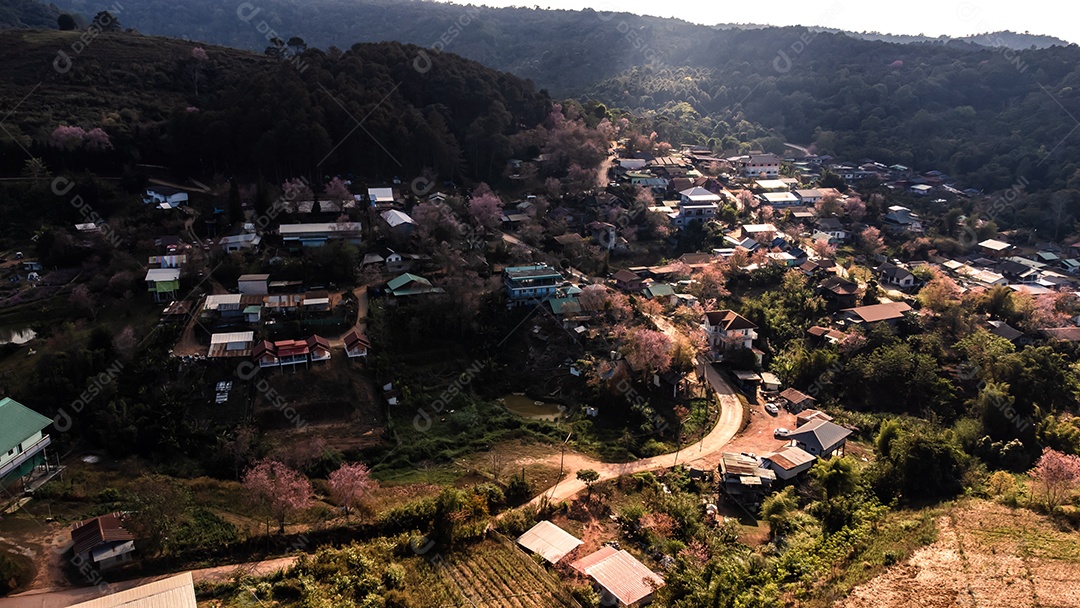 Paisagem de lindas cerejeiras selvagens do Himalaia florescendo flores rosa