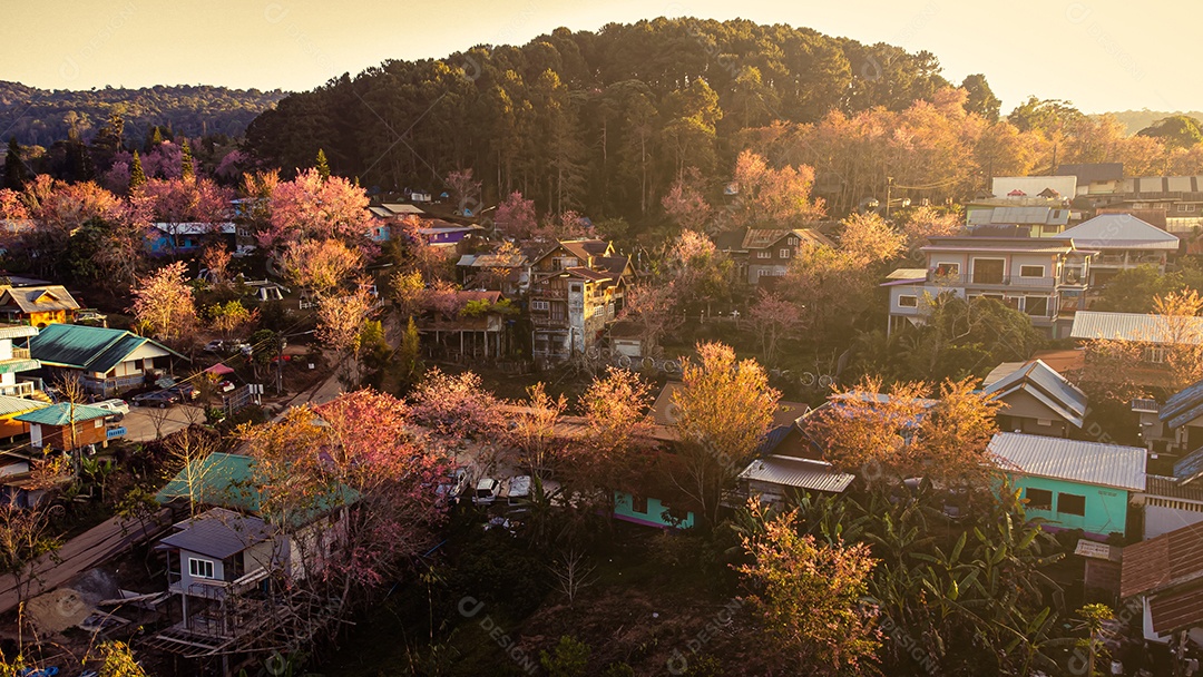 Paisagem de lindas cerejeiras selvagens do Himalaia florescendo flores rosa