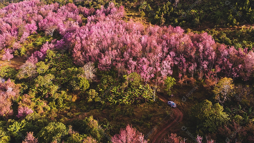 Paisagem de lindas cerejeiras selvagens do Himalaia florescendo flores rosa