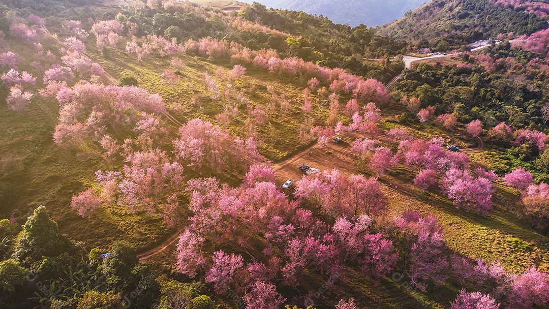 Paisagem de lindas cerejeiras selvagens do Himalaia florescendo flores rosa