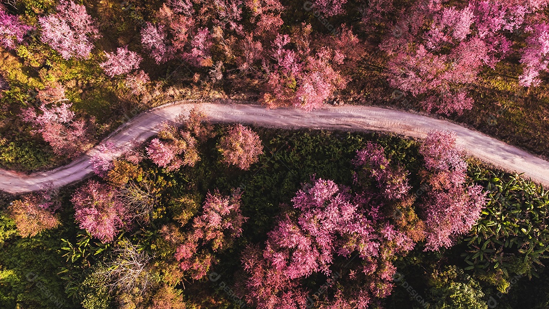 Paisagem de lindas cerejeiras selvagens do Himalaia florescendo flores rosa