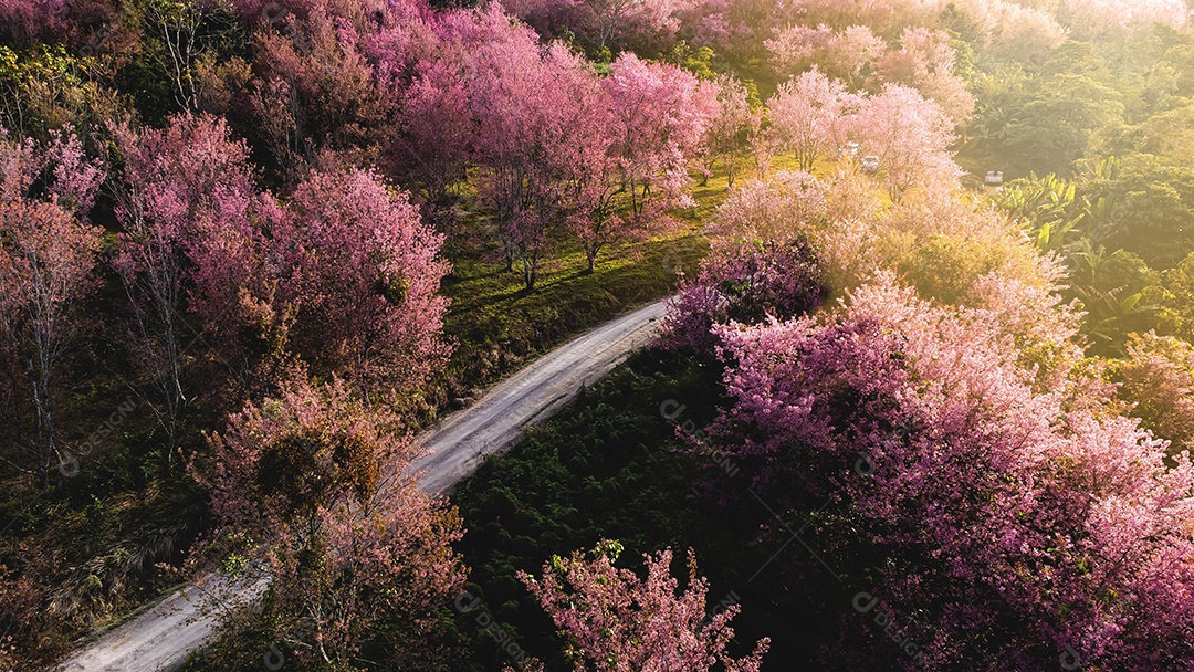 Paisagem de lindas cerejeiras selvagens do Himalaia florescendo flores rosa