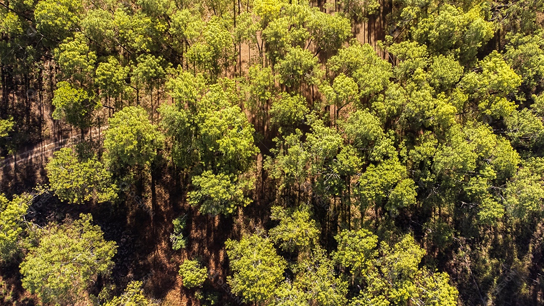 Floresta de pinheiros no verão no parque nacional Thung salaeng luang tailândia