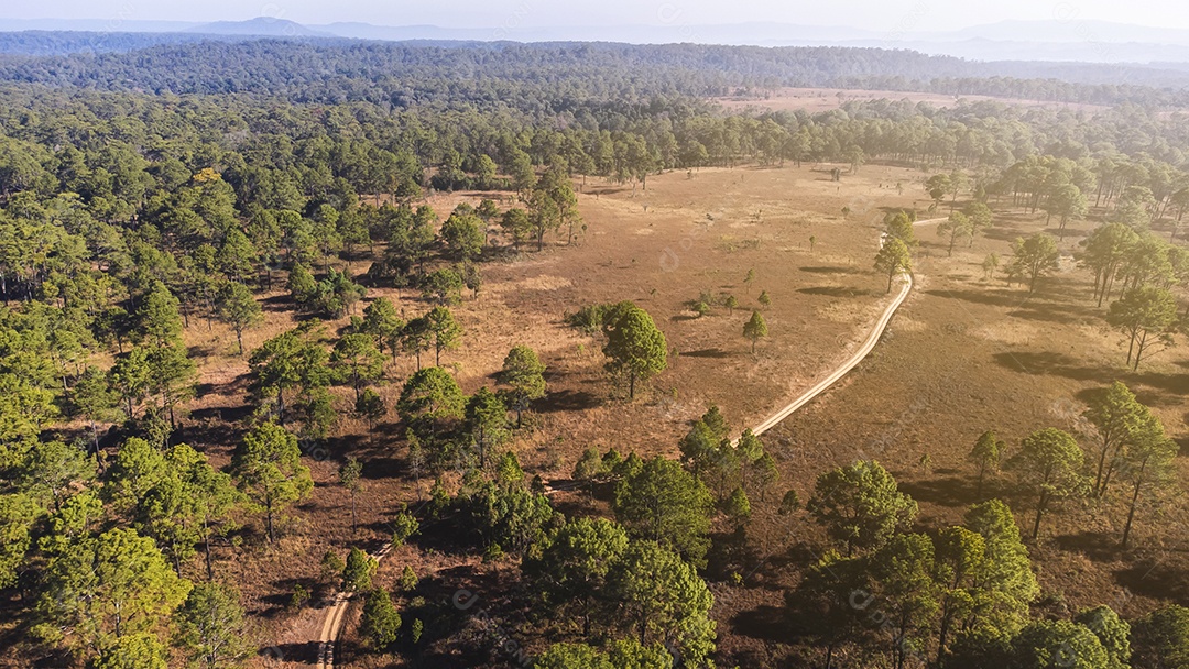 Floresta de pinheiros no verão no parque nacional Thung salaeng luang tailândia