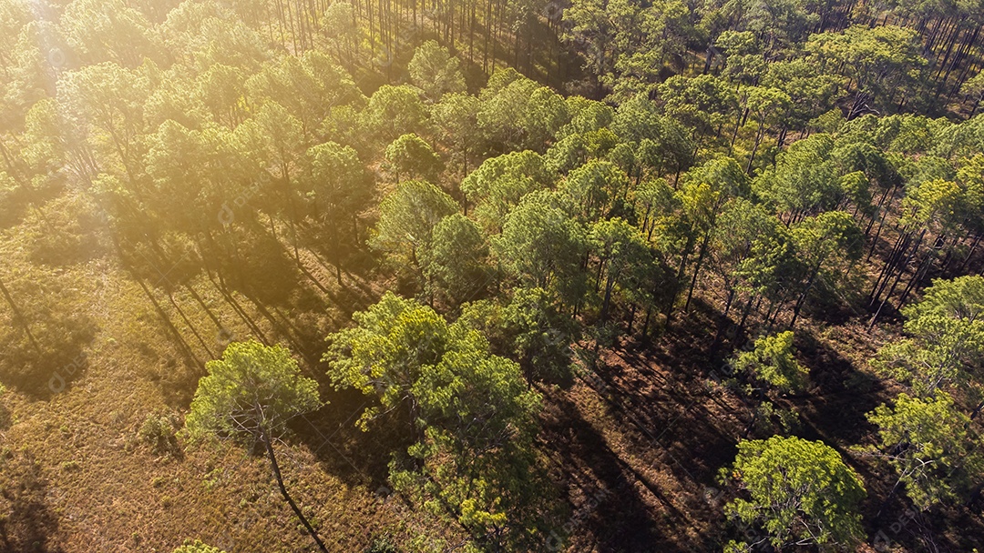 Floresta de pinheiros no verão no parque nacional Thung salaeng luang tailândia