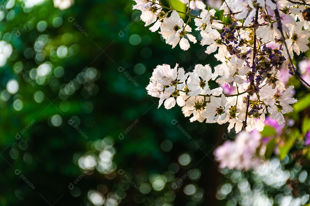 Linda flor de Lagerstroemia floribunda
