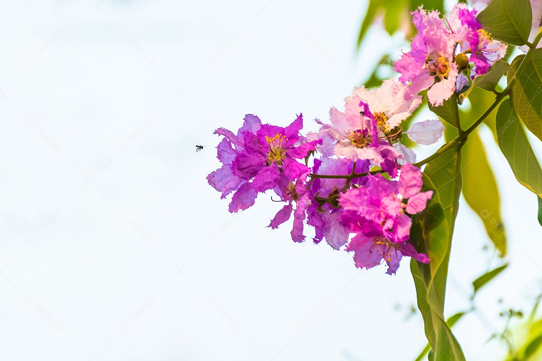 Linda flor de Lagerstroemia floribunda