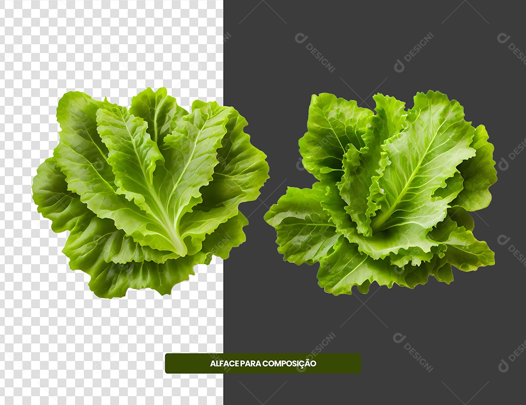 Alface Elemento 3D Para Composição PSD