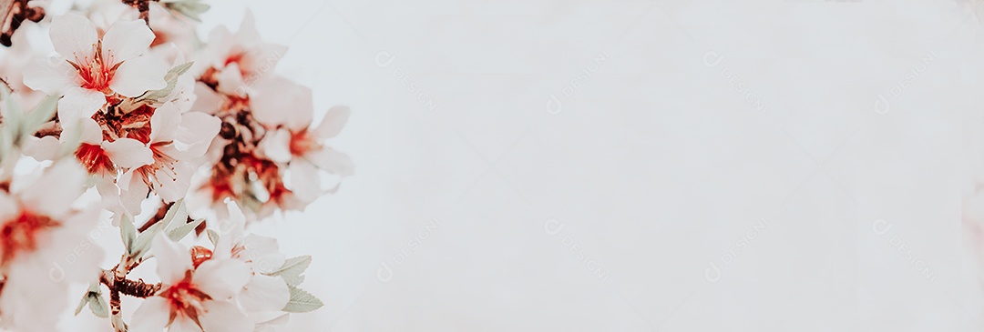 Flores de amêndoa rosa close-up - CleanBackground - Textura de primavera