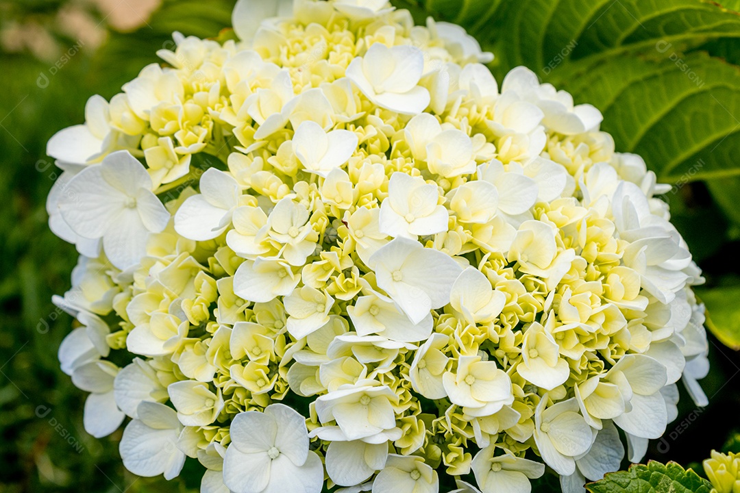 Flor branca com pétalas pequenas e tom amarelado.