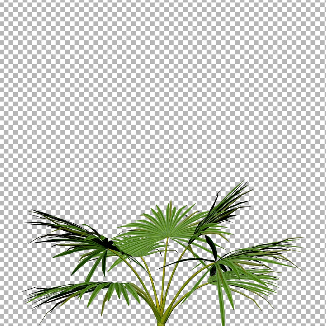 Elemento De Planta Para Composição PSD