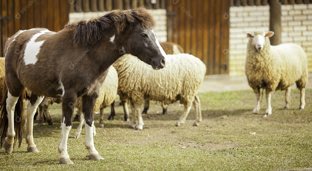 Ovelhas, vacas e cavalos sendo tratados e alimentados na fazenda.