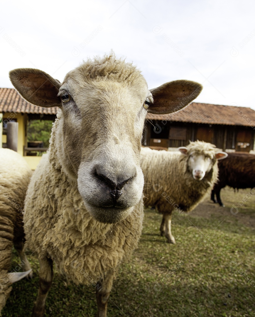 Ovelhas, vacas e cavalos sendo tratados e alimentados na fazenda