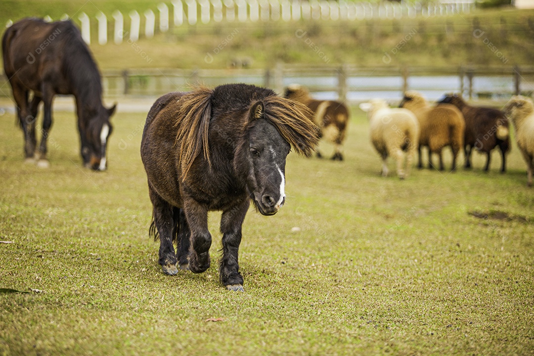 Ovelhas, vacas e cavalos sendo tratados e alimentados na fazenda