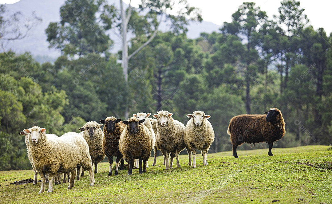 Ovelhas, vacas e cavalos sendo tratados e alimentados na fazenda.