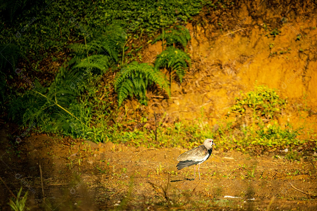 Melro (Vanellus chilensis) caminhando em terreno lamacento em busca de alimento.