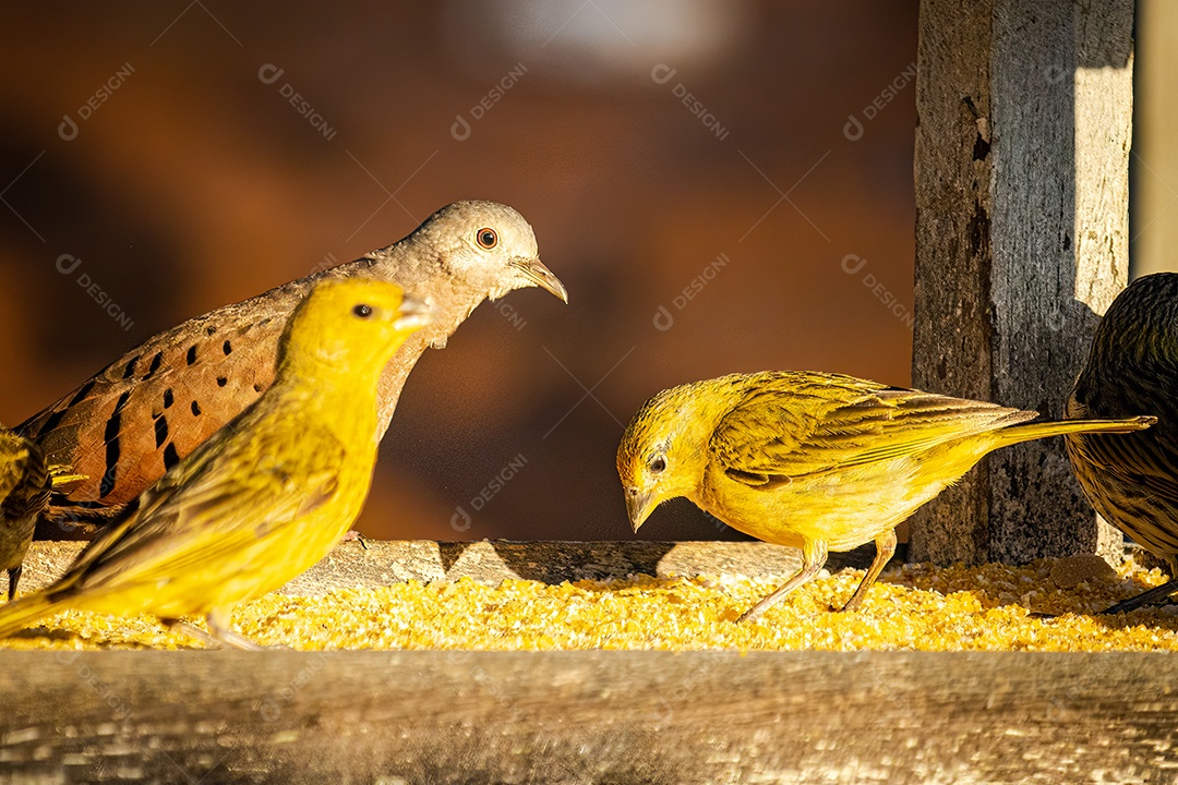 Pombas (Columbina) e canário-da-terra (Sicalis flaveola) comendo ração em casa de madeira.
