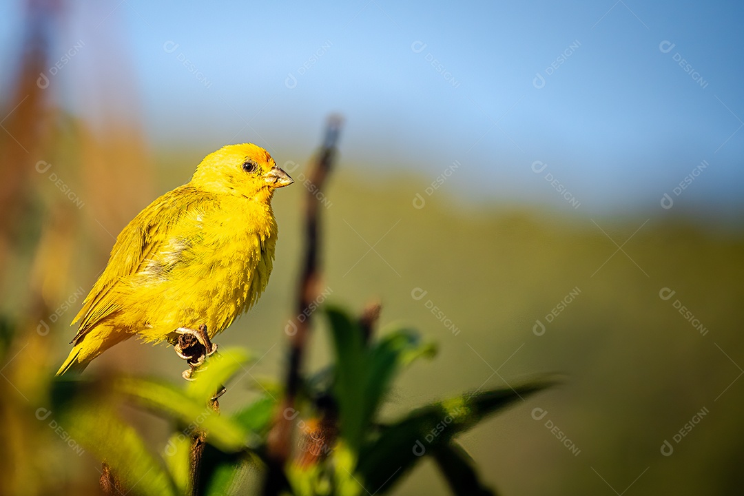 Canário terrestre (Sicalis flaveola) empoleirado em um galho de árvore.