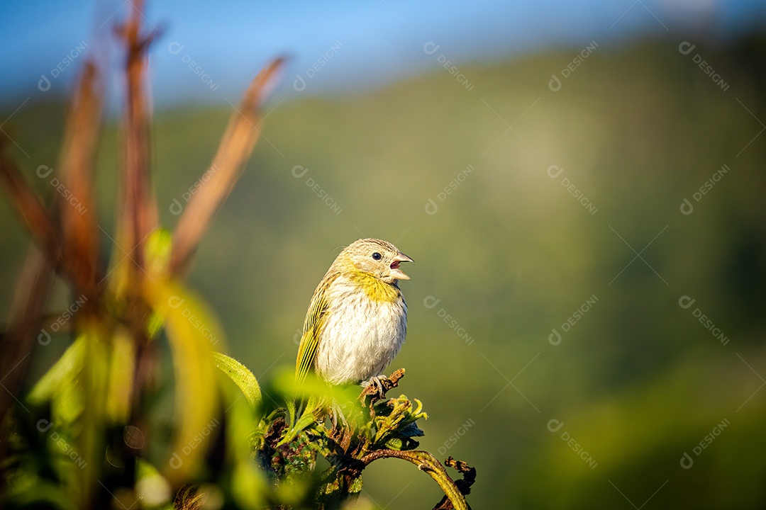 Canário terrestre (Sicalis flaveola) empoleirado em um galho de árvore.