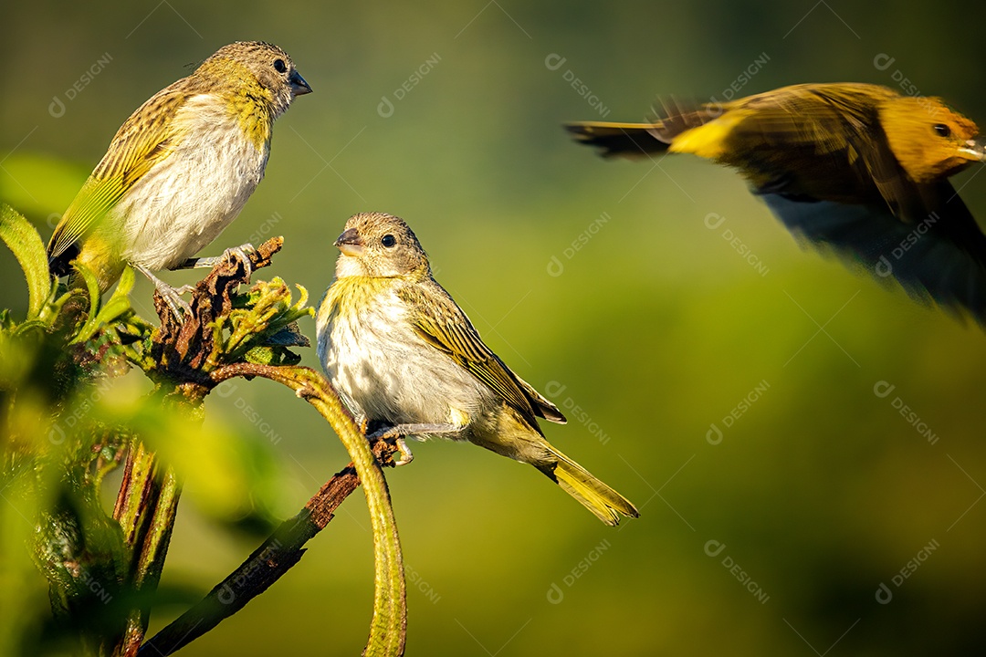 Três canários terrestres (Sicalis flaveola) em um galho de árvore.