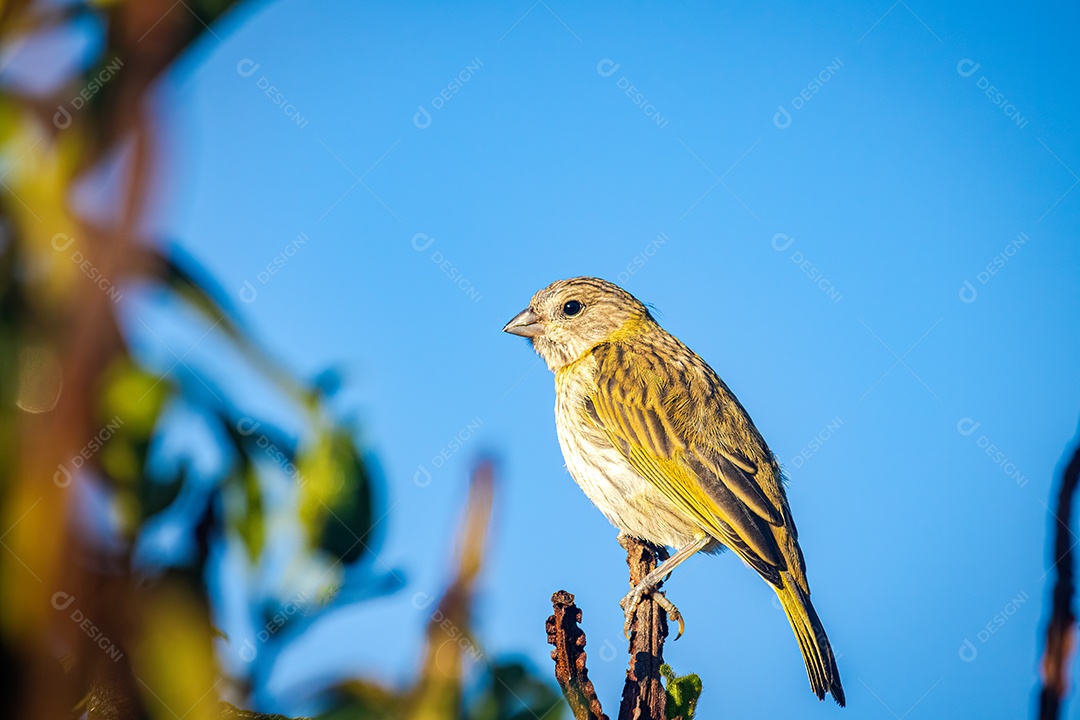 Canário terrestre (Sicalis flaveola) em um galho de árvore.