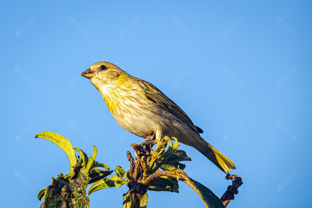 Canário terrestre (Sicalis flaveola) em um galho de árvore.