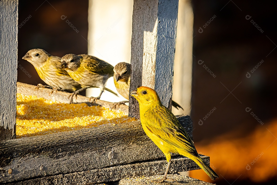 Canário de chão de pássaro (Sicalis flaveola) comendo ração em uma casa de madeira.