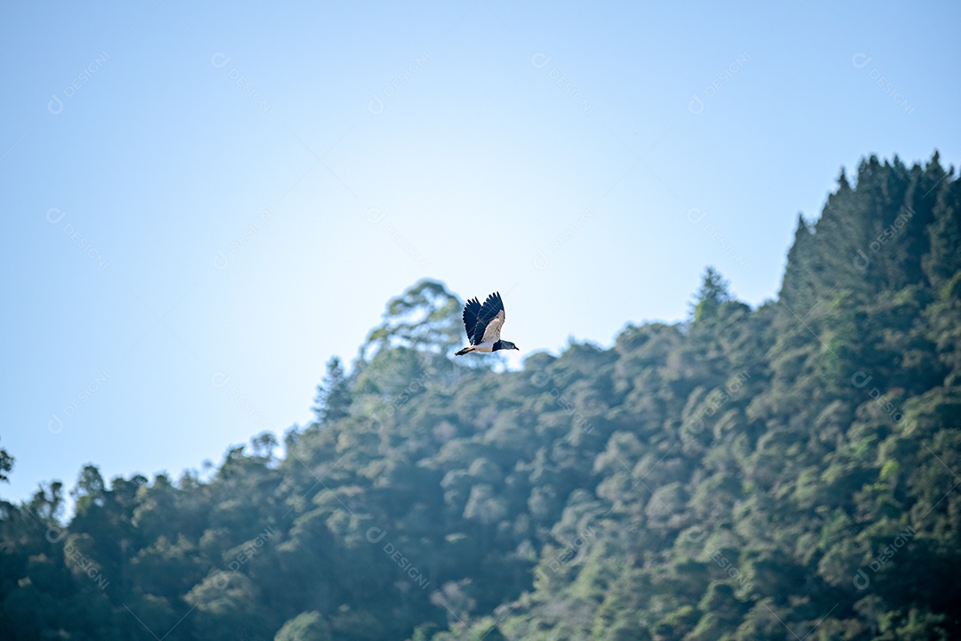 Pássaro melro (Vanellus chilensis) voando alto. Floresta e céu azul ao fundo.