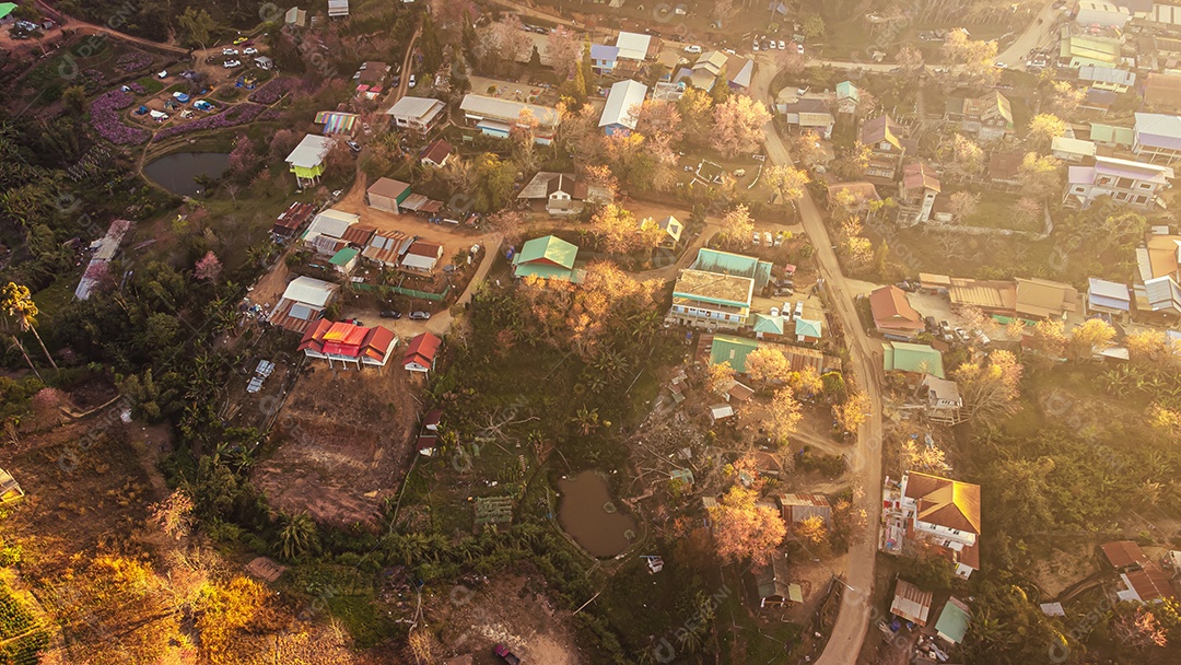 Paisagem de lindas cerejeiras selvagens do Himalaia florescendo flores rosa