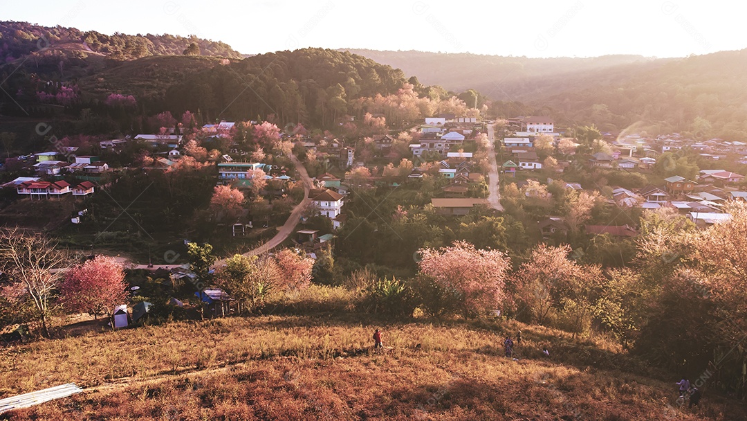 Paisagem de lindas cerejeiras selvagens do Himalaia florescendo flores rosa