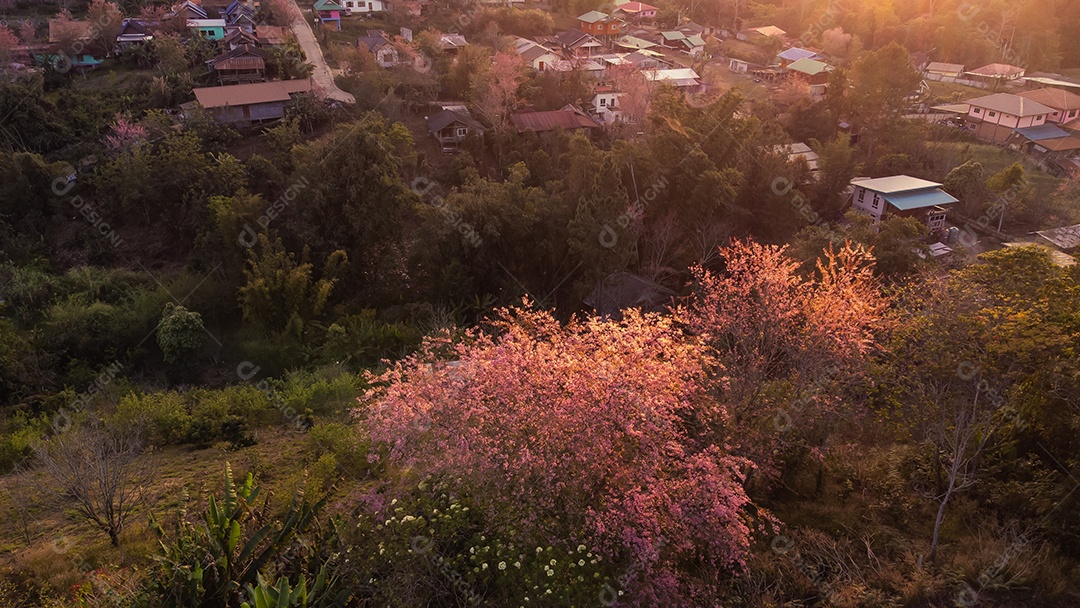 Paisagem de lindas cerejeiras selvagens do Himalaia florescendo flores rosa