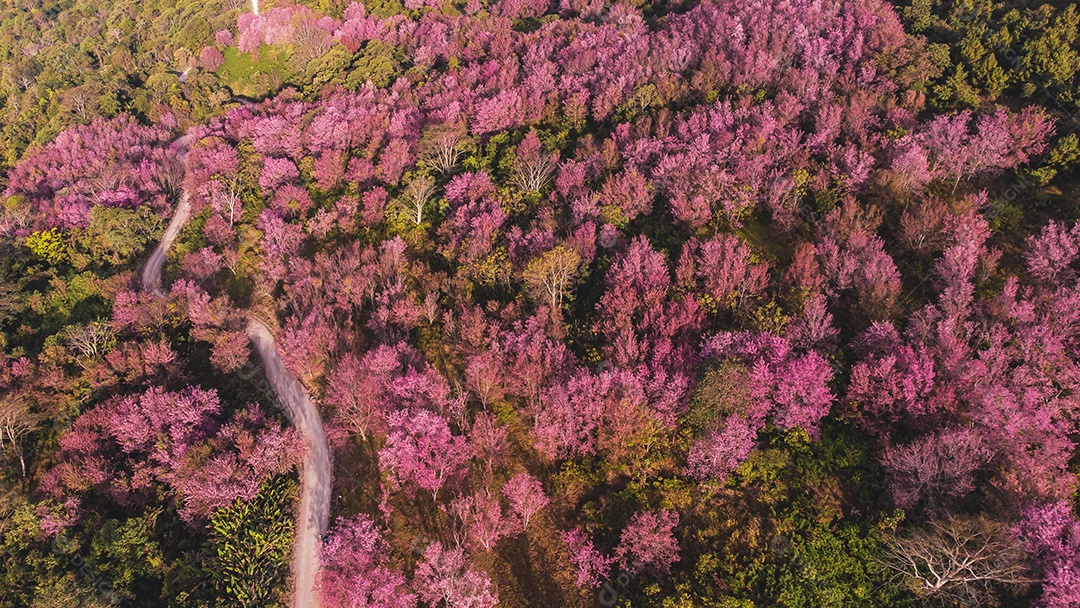 Paisagem de lindas cerejeiras selvagens do Himalaia florescendo flores rosa