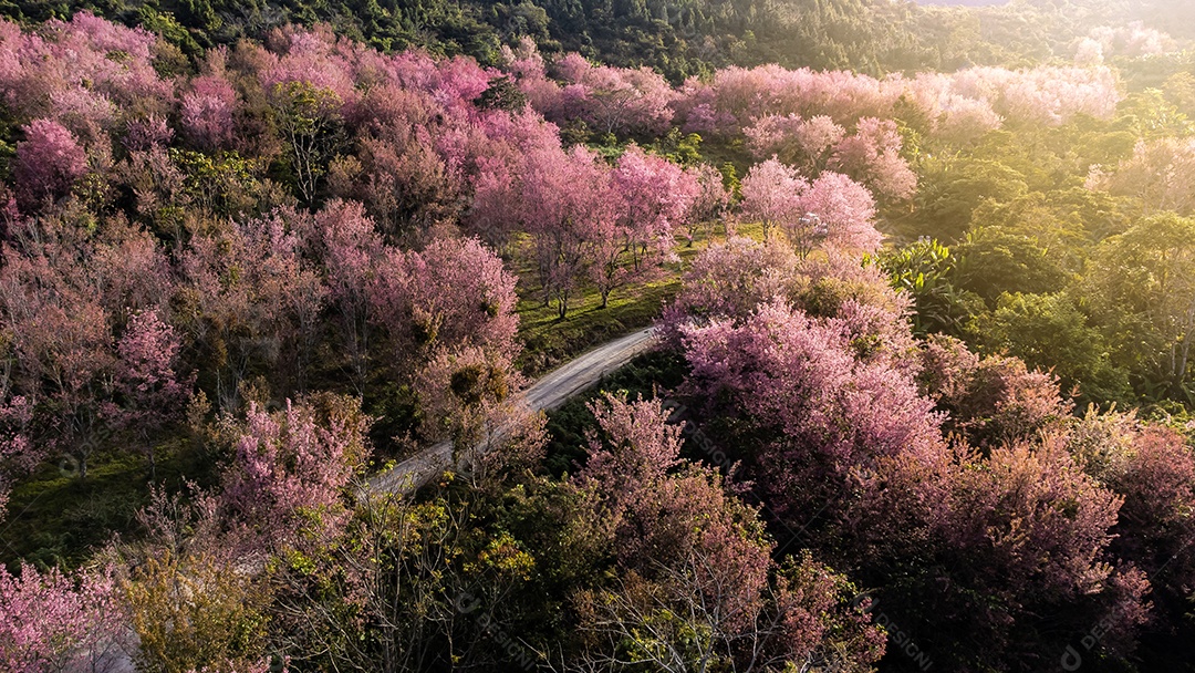 Paisagem de lindas cerejeiras selvagens do Himalaia florescendo flores rosa