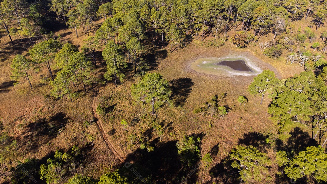 Floresta de pinheiros no verão no parque nacional Thung salaeng luang tailândia