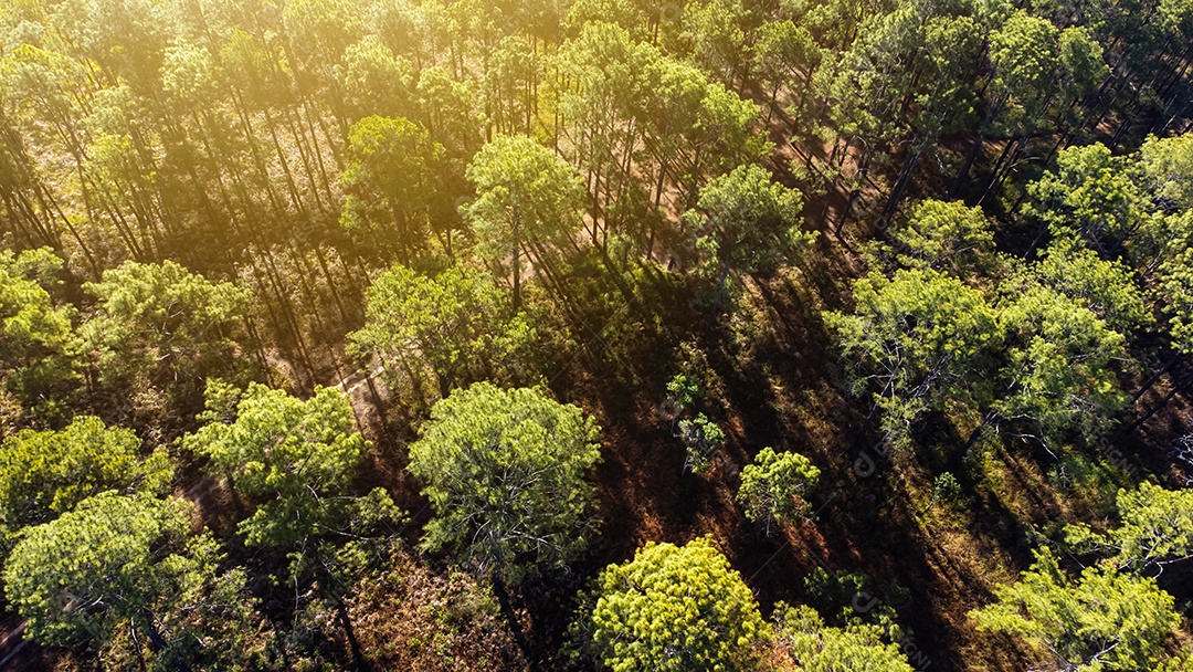 Floresta de pinheiros no verão no parque nacional Thung salaeng luang tailândia