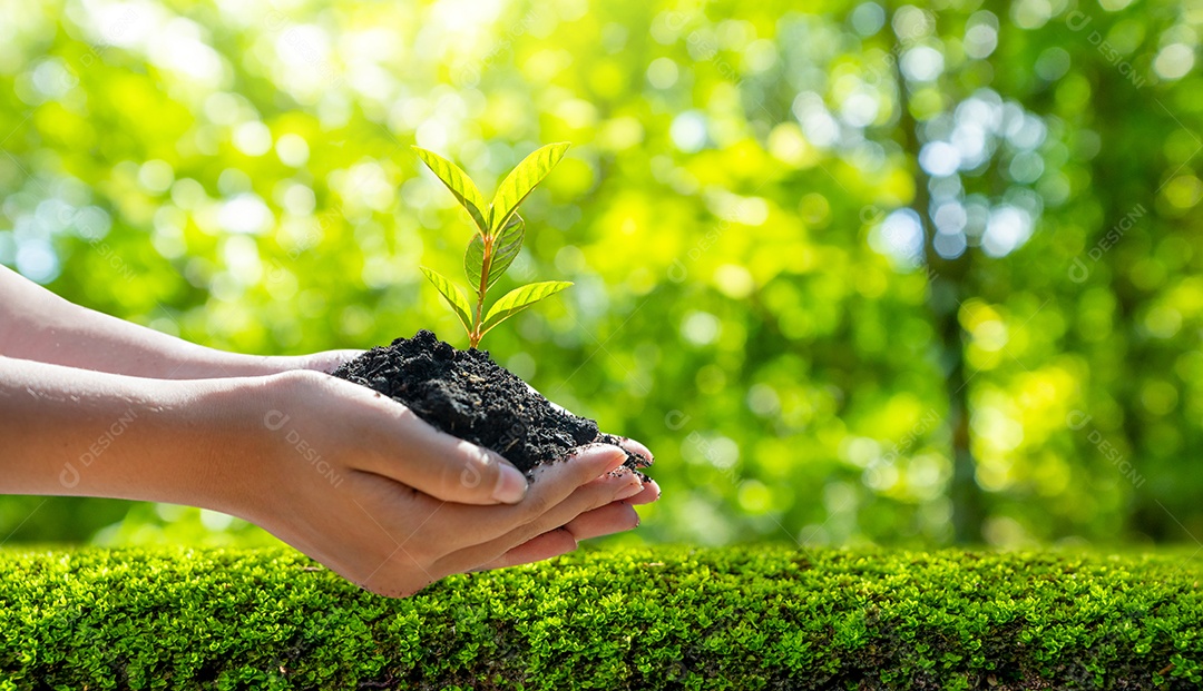 Dia da Terra nas mãos de árvores que cultivam mudas fundo verde bokeh