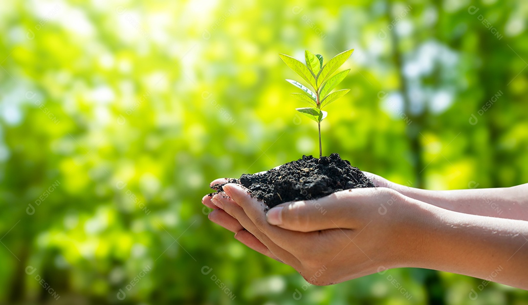 Dia da Terra nas mãos de árvores que cultivam mudas fundo verde bokeh