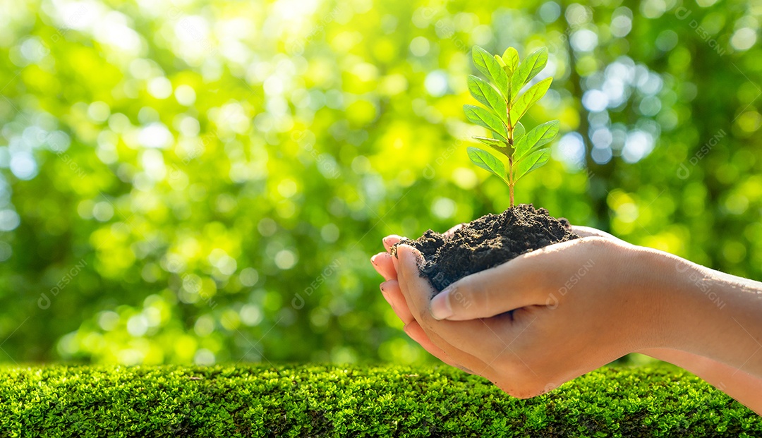 Dia da Terra nas mãos de árvores que cultivam mudas fundo verde bokeh