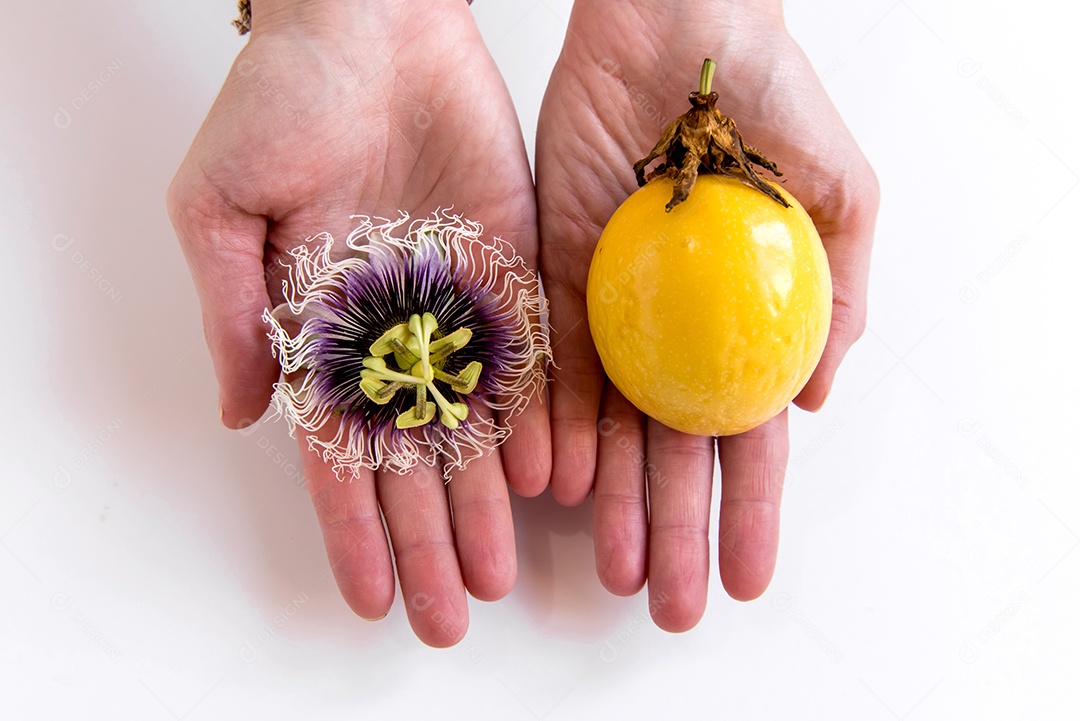 Mãos segurando maracujá e flor de maracujá