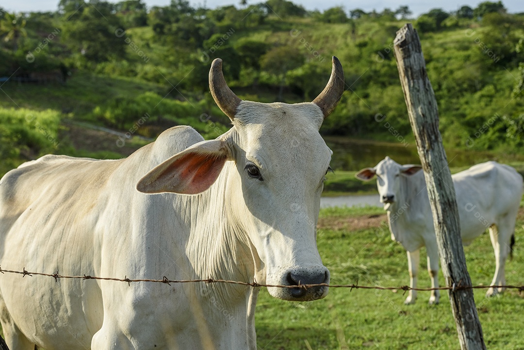 Gado sobre fazenda em pasto pastando