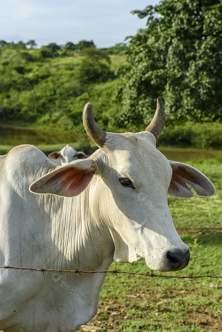 Gado sobre fazenda em pasto pastando